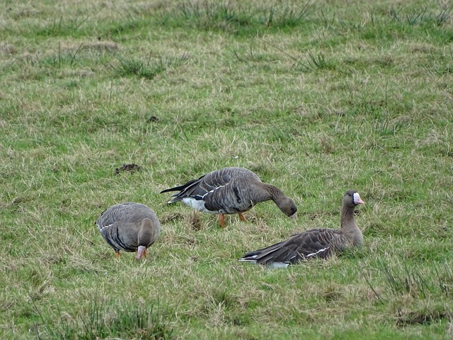 盛会上的酒 盛会上的酒