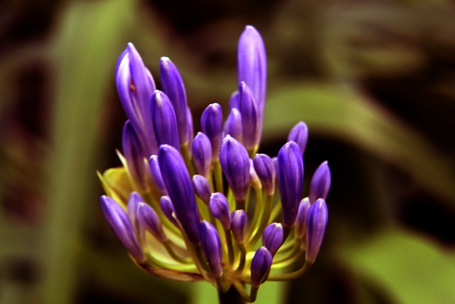 顽强的波兰 顽强的波兰